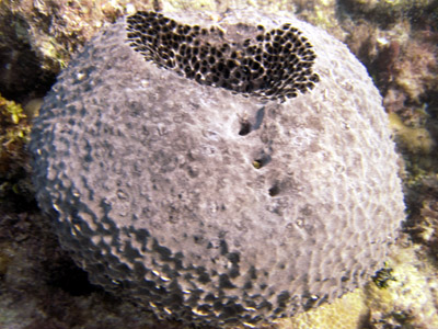 bowl shaped coral