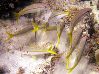 silver yellow-tailed fishies