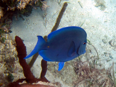 electric blue fishie