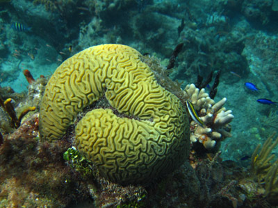 brain coral and fishies