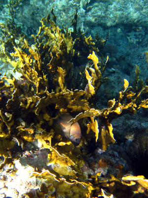 staghorn coral and fishies