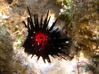 pretty red and black urchin