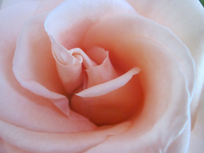 soft pink petals