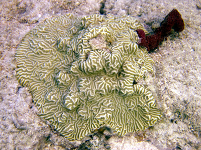 kinda neat coral