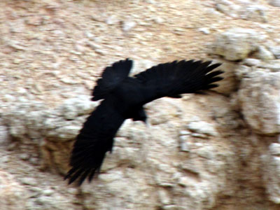 here begins the wildlife series - i know it's blurry but i loved the wingspread