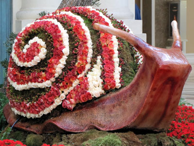 giant rose snail