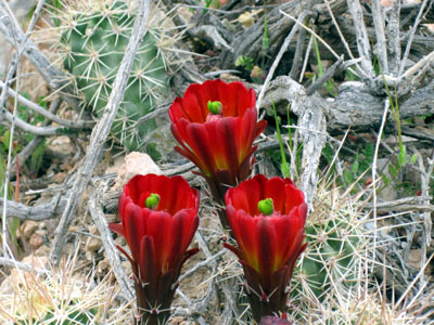 desert blooms - this is one of many photos taken by peach with my little d10 after his very nice SLR died