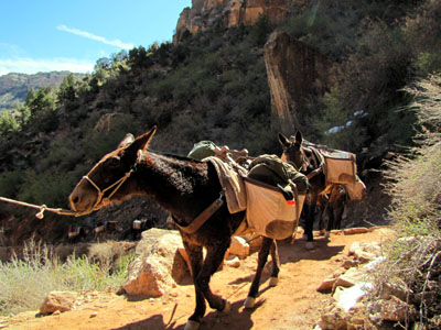 pack mules have different tail shapes than people mules